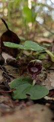 Corybas pruinosus