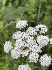 Stenostrophia tribalteata