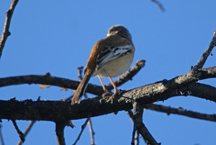 Cercotrichas leucophrys ovamboensis