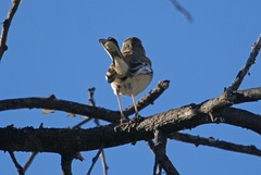 Cercotrichas leucophrys ovamboensis
