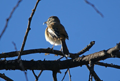 Cercotrichas leucophrys ovamboensis