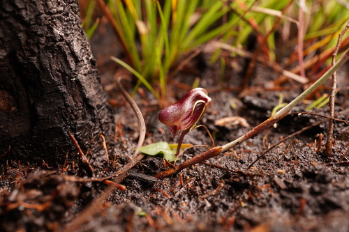 Corybas fordhamii observed 2022-07-23