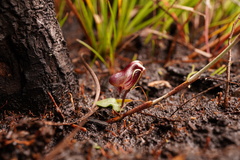 Corybas fordhamii