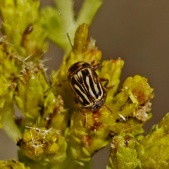 Cryptocephalus spurcus