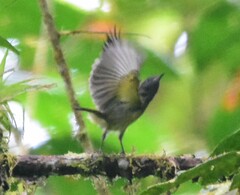 Mionectes striaticollis