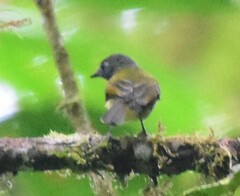 Mionectes striaticollis