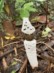 Staheliomyces cinctus