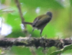 Mionectes striaticollis