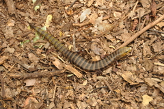 Diploglossus lessonae