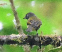 Mionectes striaticollis