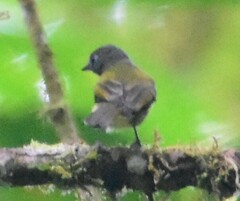 Mionectes striaticollis