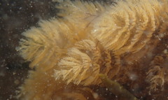 Crisularia turrita