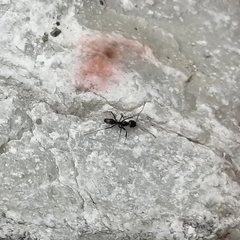 Dorymyrmex antillanus