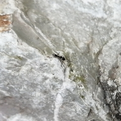 Dorymyrmex antillanus