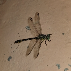 Cyclogomphus heterostylus