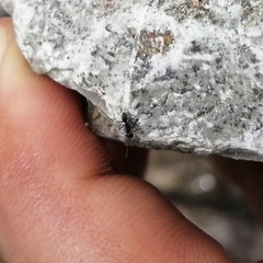 Dorymyrmex antillanus