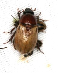 Cyclocephala melanocephala