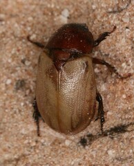 Cyclocephala melanocephala