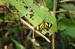 Cyllopoda claudicula