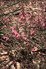 Tetratheca bauerifolia