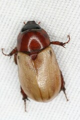 Cyclocephala melanocephala