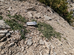 Galium grayanum nanum