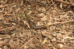 Diploglossus lessonae