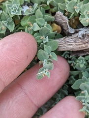 Galium grayanum nanum
