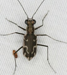 Ellipsoptera sperata