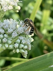 Halictus rubicundus