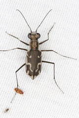 Ellipsoptera sperata