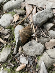 Plesiomorpha flaviceps