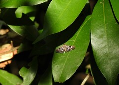 Desmia octomaculalis
