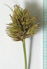 Carex microptera