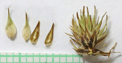 Carex microptera