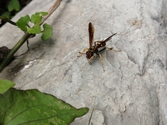 Poecilopompilus mixtus