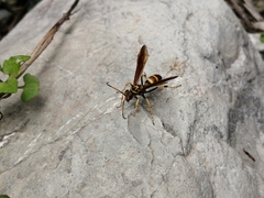 Poecilopompilus mixtus