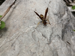 Poecilopompilus mixtus