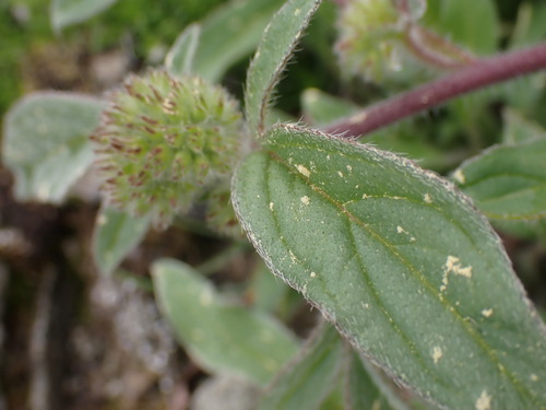 Image of Phacelia leptosepala by no rights reserved