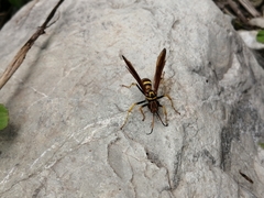 Poecilopompilus mixtus