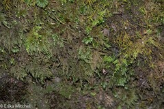 Thamnobryum alleghaniense