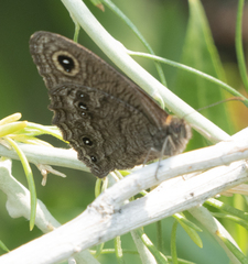 Cercyonis sthenele paulus