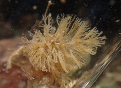 Crisularia turrita