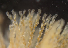Crisularia turrita