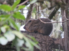 Dendrohyrax validus