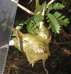 Cephalotelium