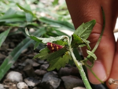 Pyrausta tyralis