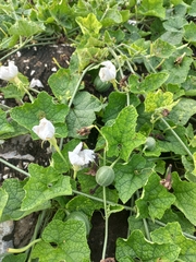 Trichosanthes scabra