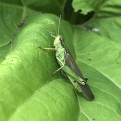 Ognevia longipennis