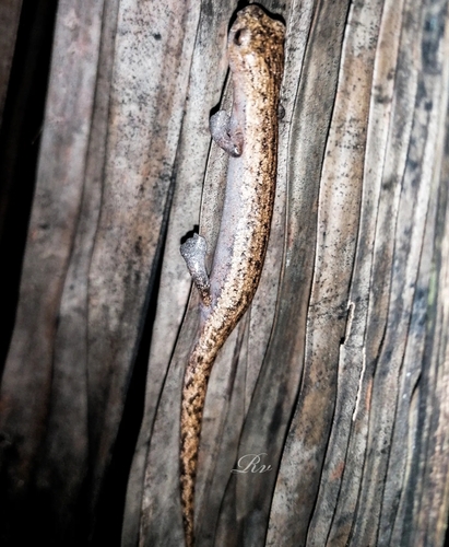 Web-footed Salamander, Bolitoglossa lignicolor